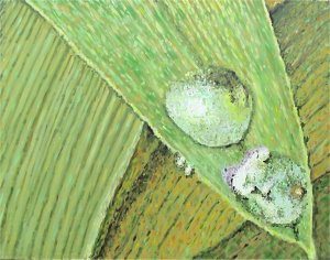 Tulip and Dew by Alex Borissov, oil on canvas, 2002